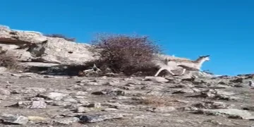 Ceylan görüntülendi