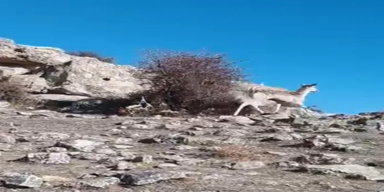 Ceylan görüntülendi