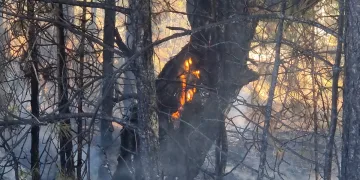 Anız yangını ormana sıçradı
