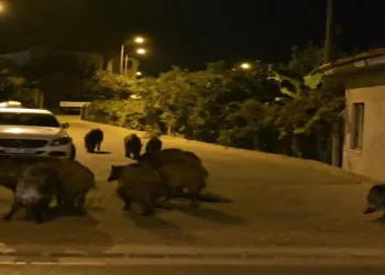 Yaban domuzları, cadde ve sokakları istila etmeye başladı