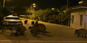 Yaban domuzları, cadde ve sokakları istila etmeye başladı