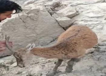Ayakları balçığa saplanan dağ keçisi kurtarıldı