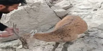 Ayakları balçığa saplanan dağ keçisi kurtarıldı