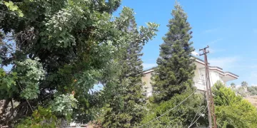 Ağaç dalları arasından giden elektrik hattı tedirginliği