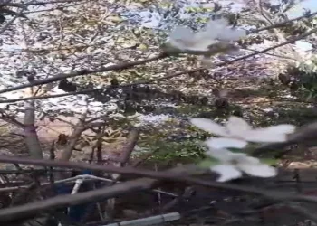 Elma, erik ve kiraz ağaçları ekim ayında çiçek açtı