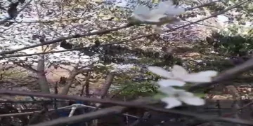 Elma, erik ve kiraz ağaçları ekim ayında çiçek açtı