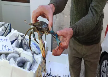 Nadir görülen mavi yengeç ağa takıldı