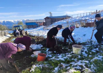 Kış erken gelince patates hasası kar altında yapıldı