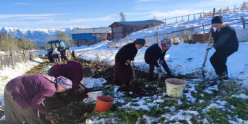 Kış erken gelince patates hasası kar altında yapıldı