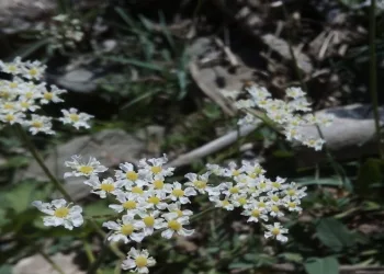 Dünyada sadece bir yerde yetişen bitki keşfedildi