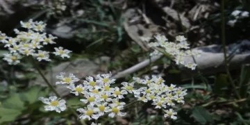 Dünyada sadece bir yerde yetişen bitki keşfedildi