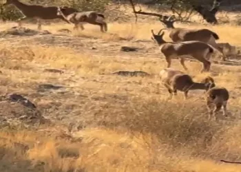 Koruma altında olan dağ keçileri görüldü
