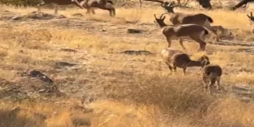 Koruma altında olan dağ keçileri görüldü