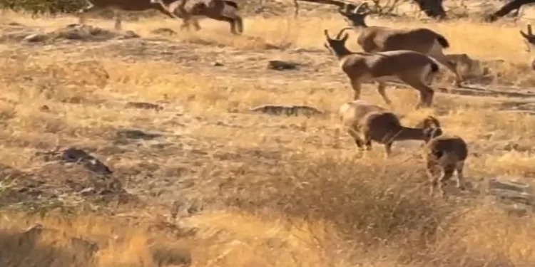 Koruma altında olan dağ keçileri görüldü