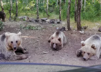 Ayıları beslemek hayati tehlike oluşturuyor