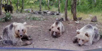 Ayıları beslemek hayati tehlike oluşturuyor