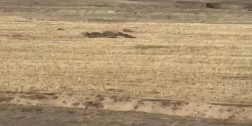 Aç kalan domuz sürüsü mahalleye indi