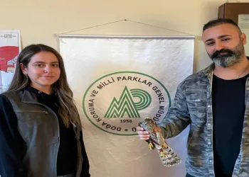 Yaralı halde bulunan atmaca tedavi altında