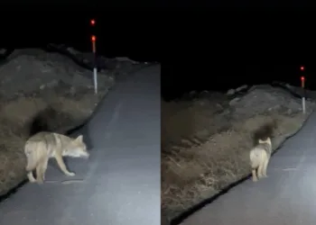 Yaralı halde bulunan atmaca tedavi altında