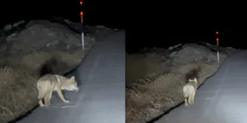 Yaralı halde bulunan atmaca tedavi altında