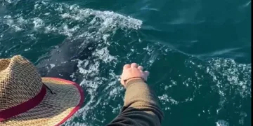 Yunusların balıkçı teknesi ile eğlenceli yarışı