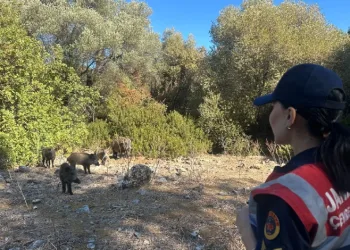 Yarımada’da jandarma denetimi