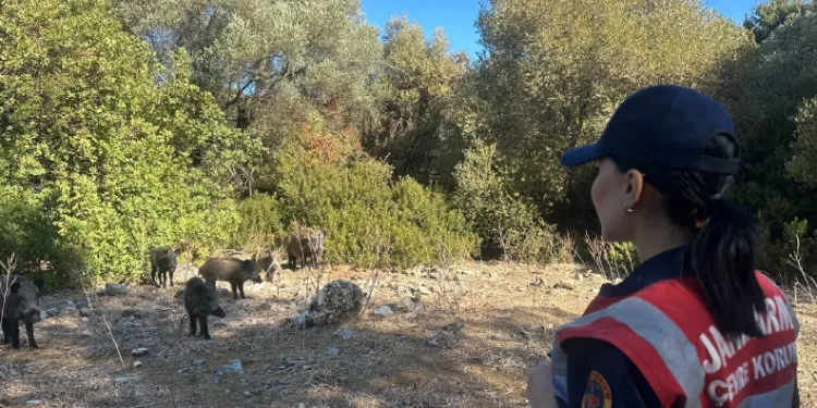Yarımada’da jandarma denetimi