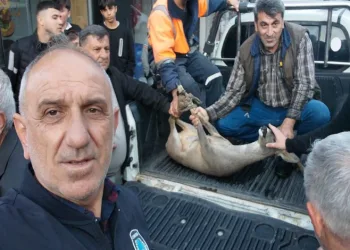 Dereye düşen karacayı vatandaşlar kurtardı