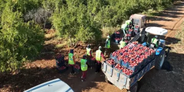Hicaz Narı dünyaya ihraç ediliyor