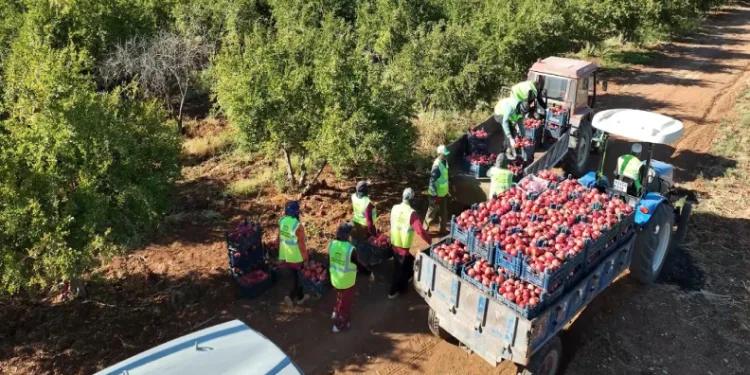 Hicaz Narı dünyaya ihraç ediliyor