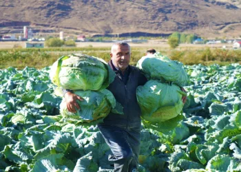 Lahana’dan 120 milyon lira gelir
