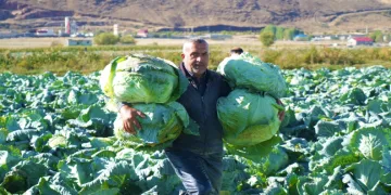 Lahana’dan 120 milyon lira gelir