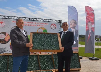Bafra’da çiftçilere 625 bin adet brokoli fidesi dağıtıldı
