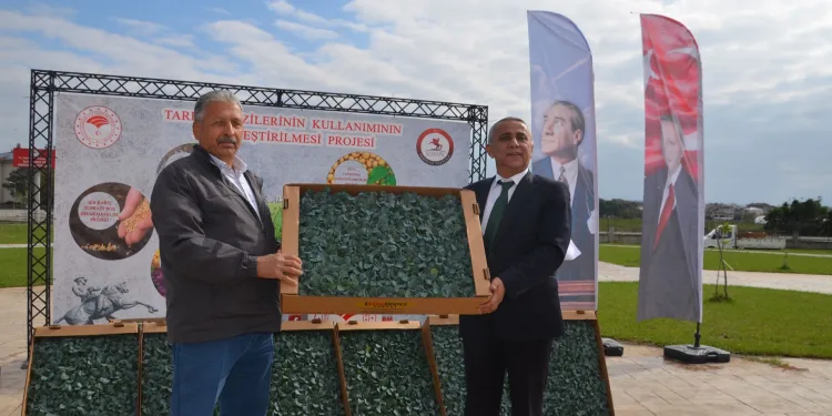 Bafra’da çiftçilere 625 bin adet brokoli fidesi dağıtıldı