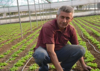 Türkiye’nin marul ihtiyacının 5’te 1’i ‘Marmara’nın küçük Antalya’sından karşılanıyor
