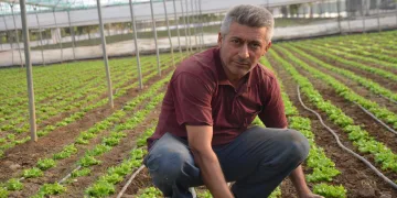 Türkiye’nin marul ihtiyacının 5’te 1’i ‘Marmara’nın küçük Antalya’sından karşılanıyor