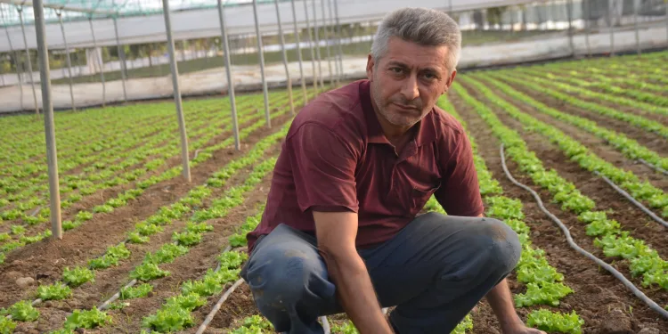 Türkiye’nin marul ihtiyacının 5’te 1’i ‘Marmara’nın küçük Antalya’sından karşılanıyor