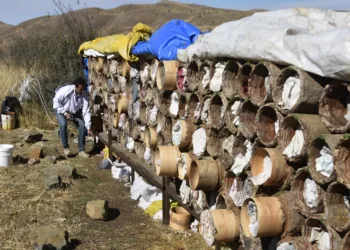 Dünyaca ünlü karakovan balının hasadına devam ediliyor