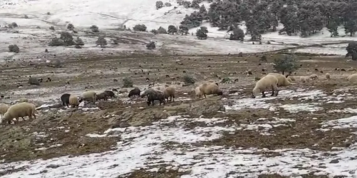 Koyunlarına türkü söyleyerek duygusal anlar yaşattı