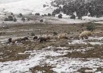 Koyunlarına türkü söyleyerek duygusal anlar yaşattı