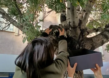 Ağaçtan inmeyen kedi, yaş mamayla ikna edildi