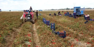 Havalar soğudu, tonlarca sebze dondu