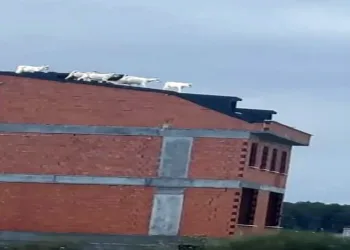 Keçiler binanın çatısına çıktı