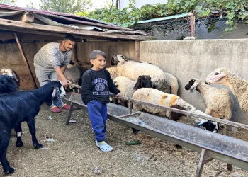 22 koyunu polis ekipleri buldu