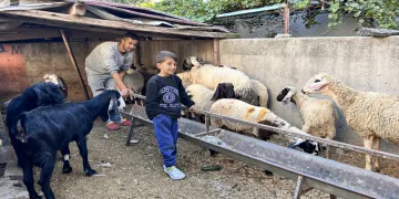 22 koyunu polis ekipleri buldu