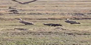 Nesli tükenen kara akbaba sürüsü görüntülendi