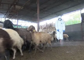 Adana’da mavi dil karantinası