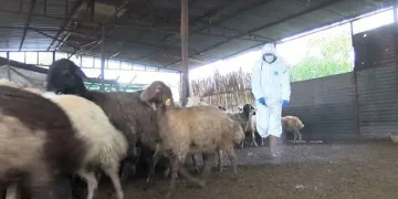 Adana’da mavi dil karantinası