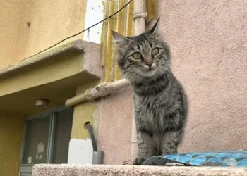 Ilısu Baraj Gölü kıyısında mahsur kalan Suriyeli aile kepçe yardımıyla kurtarıldı