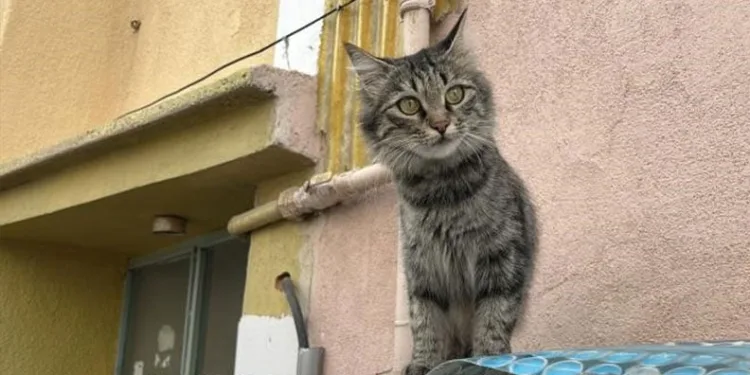 Ilısu Baraj Gölü kıyısında mahsur kalan Suriyeli aile kepçe yardımıyla kurtarıldı